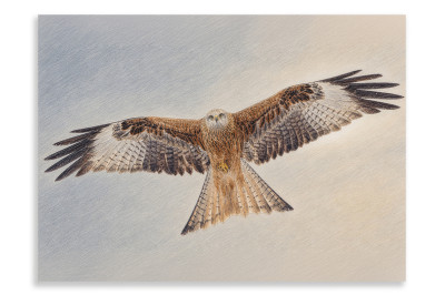 Red Kite A Winter flight - Artistic